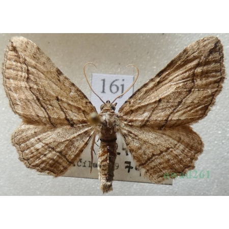 Horisme corticata (Treitschke, 1835) Paśnik korowik Czech16j